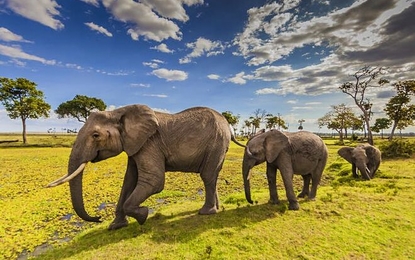 Güney Afrika - Safari Turu - THY ile 7 Gece - Cape Town konaklama başlangıçlı