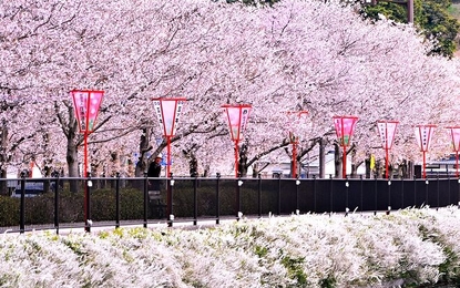 Japonya ve Kore Mistik Rotalar Turu Katar HY ile 7 Gece