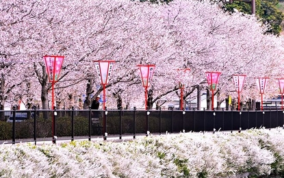 Japonya ve Kore Mistik Rotalar Turu Katar HY ile 7 Gece