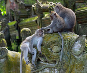 Bali - Ubud Turu Singapur Havayolları Ile 6 Gece