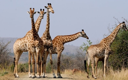 Güney Afrika Savana Rotası Turu THY ile 6 Gece