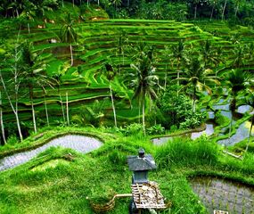 Rüya Ada Bali - Ubud Turu Emirates HY İle 6 Gece