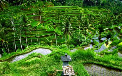 Bangkok - Bali - Ubud Turu Otantik Rotalar THY ile 7 Gece