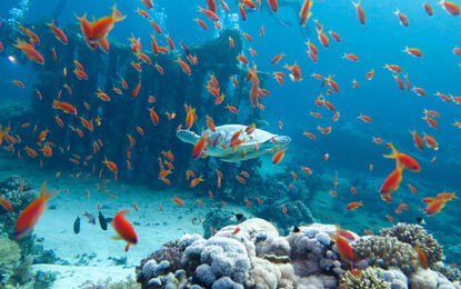 Mısır - Hurghada Deniz Kum Güneş Rotası Turu THY ile 3 Gece