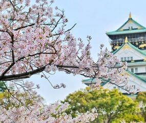 Comfort Japonya - Kore Turu THY ile 8 Gece Ekstra Turlar Dahil
