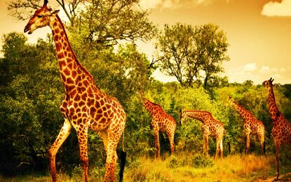 Elit Güney Afrika Turu THY ile 7 Gece Ekstra Turlar Dahil Kurban Bayramı Dönemi