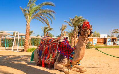 Mısır - Hurghada Deniz Kum Güneş Rotası Turu THY ile 4 Gece V2