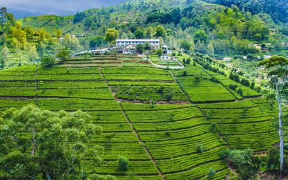 Sri Lanka Turu Jazeera HY ile 5 Gece (CMB-CMB)