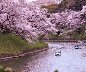 Elegant Japonya Güney Kore Turu Emirates HY ile 9 Gece Ekstra Turlar Dahil