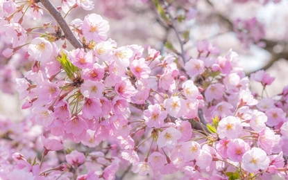 Japonya Turu THY ile 6 Gece Kurban Bayramı Dönemi Tüm Şehir Turları Dahil