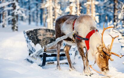 Süper Promo Lapland Beyaz Rotalar Turu - THY ile 4 Gece