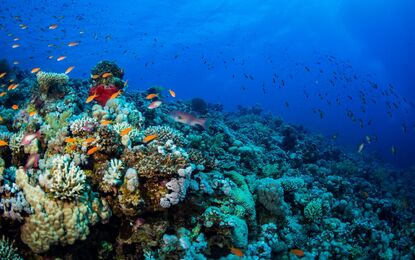 Sharm El Sheikh - Kızıldeniz Rotası - Rixos Otelleri V1 THY ile  3 Gece