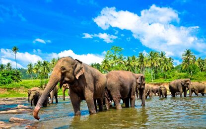 Elegant Sri Lanka Turu Jazeera HY ile 5 Gece Ekstra Turlar ve Akşam Yemekleri Dahil