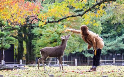 Elegant Japonya ve Güney Kore Turu THY ile 9 Gece