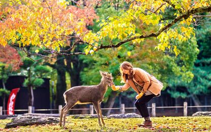 Elegant Japonya ve Güney Kore Turu THY ile 10 Gece Kurban Bayramı Dönemi