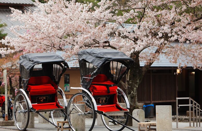 Dolu Dolu Sakura Dönemi Japonya Turu Mistik Rotalar THY ile 7 Gece Tüm Turlar Dahil