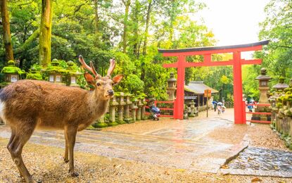 Elegant Japonya Güney Kore Turu Emirates HY ile 9 Gece