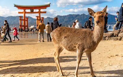 Elegant Japonya Güney Kore Turu Emirates HY ile 9 Gece