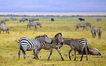 Dolu Dolu Kenya Safari Turu Rotası Thy ile 5 Gece