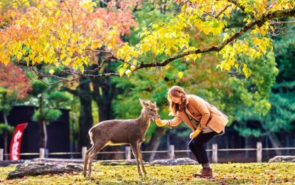 Comfort Japonya - Kore Turu THY ile 8 Gece Ekstra Turlar ve Çay Seremonisi Dahil - Sakura Dönemi
