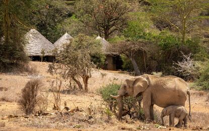 Flex Güney Afrika Safari Turu THY ile 5 Gece