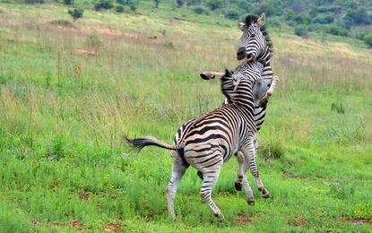Flex Güney Afrika Safari Turu THY ile 5 Gece