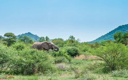 Flex Güney Afrika Safari Turu THY ile 5 Gece