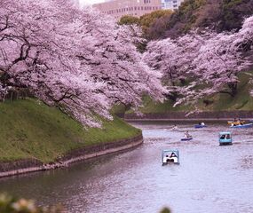 Sakura Dönemi Japonya - Kore Mistik Rotalar Turu THY ile 7 Gece