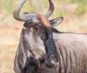 Güney Afrika Safari Rotası Turu THY ile 6 Gece