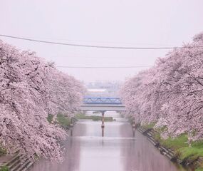 Sakura Dönemi Japonya - Kore Turu THY ile 7 Gece