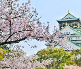 Sakura Dönemi Japonya - Kore Turu THY ile 7 Gece