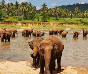 Sri Lanka Tropik Ada Tatili Turu Air Arabia HY ile 5 Gece