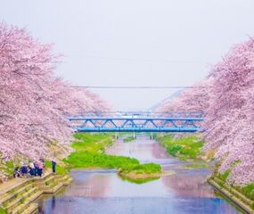 Elegant Japonya Turu Qatar Havayolları ile 7 Gece Koyo Dönemi Ekstra Turlar Dahil