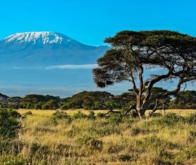 Elegant Kenya Tanzanya Büyük Göç Turu THY ile 9 Gece Ekstra Turlar ve Tüm Yemekler Dahil