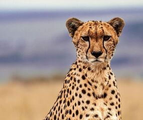 Elegant Kenya Tanzanya Büyük Göç Turu THY ile 9 Gece Ekstra Turlar ve Tüm Yemekler Dahil