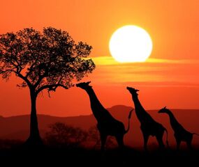 Elegant Kenya Tanzanya Büyük Göç Turu THY ile 9 Gece Ekstra Turlar ve Tüm Yemekler Dahil