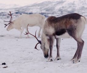 Süper Promo Lapland Beyaz Rotalar Turu - THY ile 3 Gece