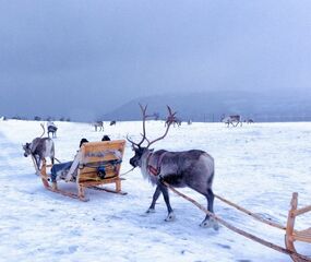 Lapland Beyaz Rotalar Turu - THY ile 2 Gece Tüm Turlar Dahil