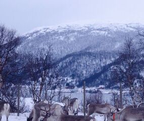Lapland Beyaz Rotalar Turu - THY ile 2 Gece Tüm Turlar Dahil