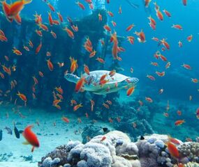Mısır - Hurghada Eğlence Rotası Turu THY ile 6 Gece - Ekstra Turlar Dahil