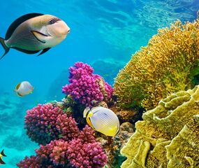 Sharm El Sheikh - Kızıldeniz Rotası Turu THY ile 4 Gece -  Rixos Oteller
