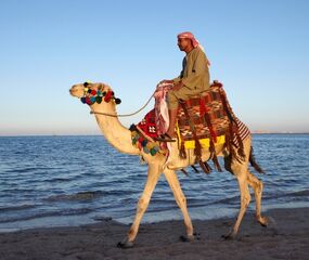 Sharm El Sheikh - Kızıldeniz Rotası Turu THY ile 4 Gece -  Rixos Oteller