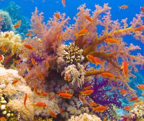 Sharm El Sheikh - Kızıldeniz Rotası Turu THY ile 4 Gece -  Rixos Oteller