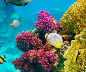 Sharm El Sheikh - Kızıldeniz Rotası Turu THY ile 4 Gece -  Rixos Oteller