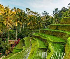 Harikalar Diyarı Bali'de Deniz Ubud'da Kültür Turu THY ile 5 Gece