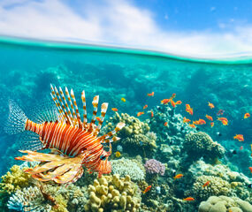 Sharm El Sheikh - Kızıldeniz Rotası Turu  THY ile 4 Gece - Rixos Radamis Hotel