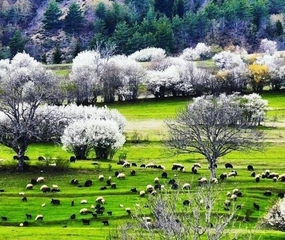 Doğu Karadeniz Yaylalar Turu Pegasus HY ile - 4 Gece Hergün Kesin Hareketli