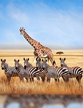 Elit Safari Yurtdışı Turları