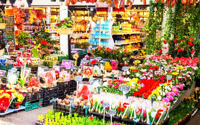 Amsterdam Çiçek Pazarı