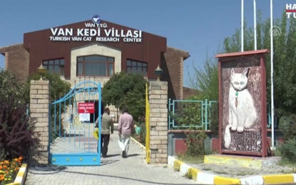 Van Kedisi Evi